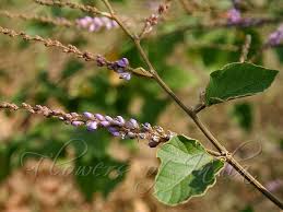 Velvet-leaf Desmodium(Desmodium velunium (wild.)DC.)